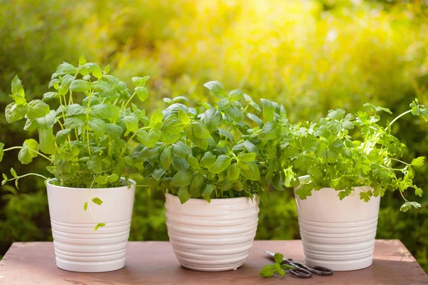 Fresh Basil Parsley Mint Herbs Garden — Stock Photo, Image
