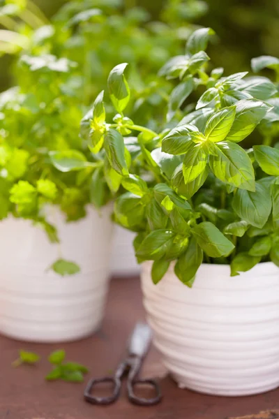 Fresh Basil Parsley Mint Herbs Garden — Stock Photo, Image