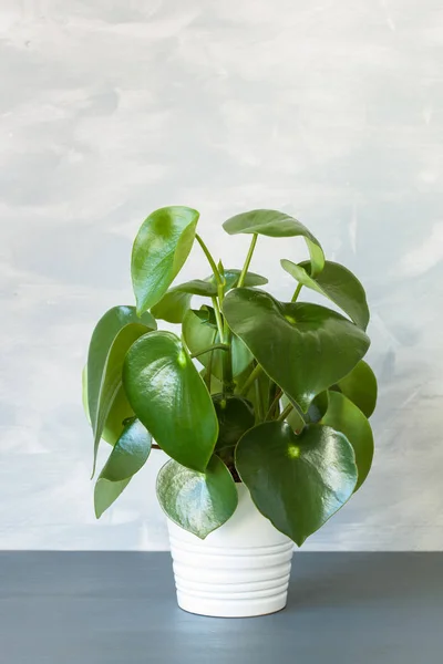 Planta Interior Peperomia Maceta Blanca — Foto de Stock