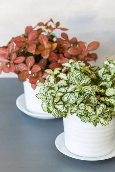 Fittonia Albivenis Planta Interior Maceta Blanca — Foto de Stock