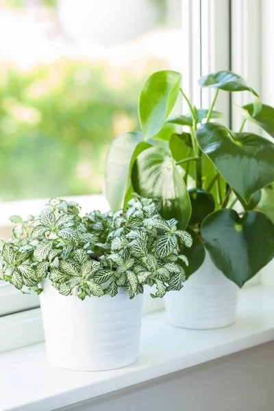 Fittonia Albivenis Peperomia Maceta Blanca — Foto de Stock