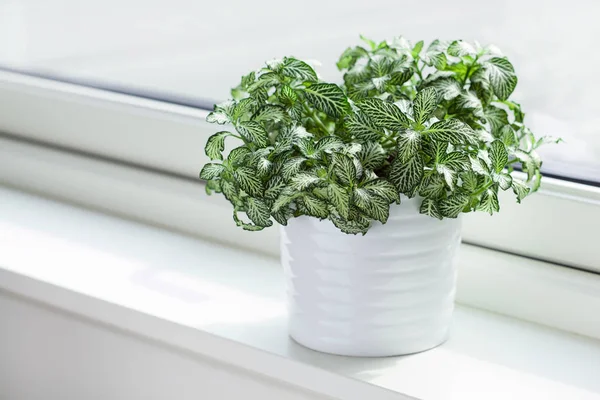 Fittonia Albivenis Planta Interior Maceta Blanca — Foto de Stock