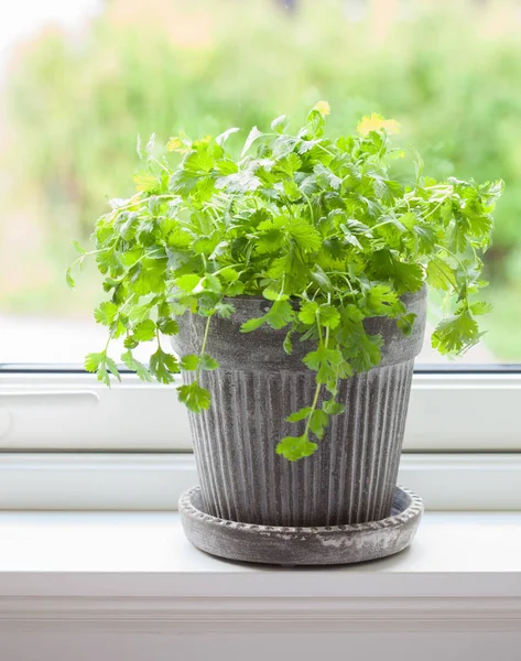 Hierba Cilantro Fresca Maceta — Foto de Stock