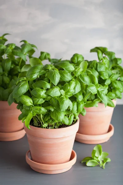 Fresh Basil Herb Terracotta Flowerpot — Stock Photo, Image