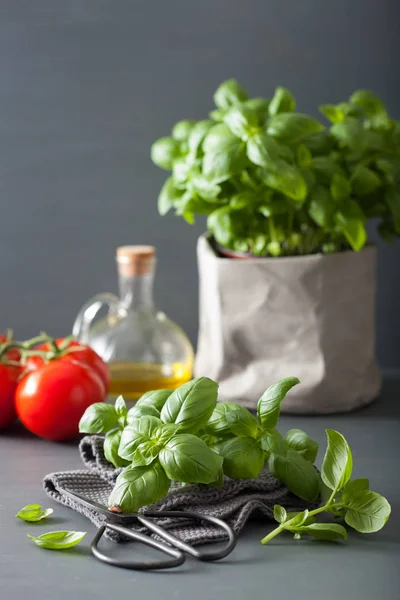 Fresh Basil Herb Grey Background — Stock Photo, Image
