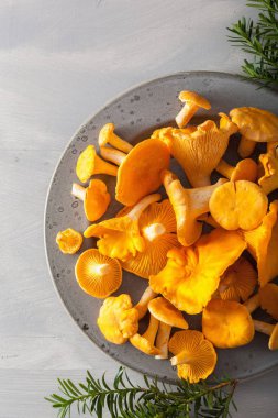 gri arka plan üzerinde ham taze Cantharellus cibarius mantar