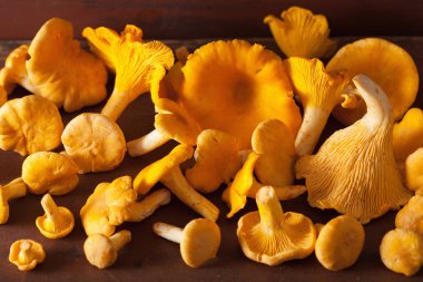 koyu arka plan üzerinde ham taze Cantharellus cibarius mantar