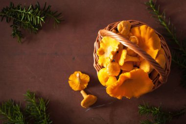 koyu arka plan üzerinde ham taze Cantharellus cibarius mantar