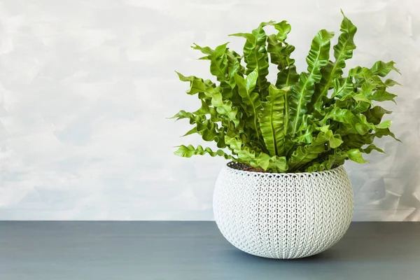Beyaz saksı houseplant Asplenium nidus