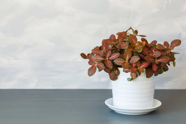 Houseplant Fittonia Albivenis White Flowerpot — Stock Photo, Image