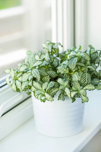 Fittonia Albivenis Planta Interior Maceta Blanca — Foto de Stock