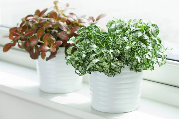 Planta Sala Fittonia Albivenis Vaso Branco — Fotografia de Stock