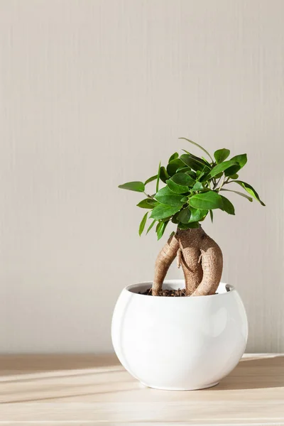 Planta Interior Ficus Microcarpa Ginseng Maceta Blanca — Foto de Stock