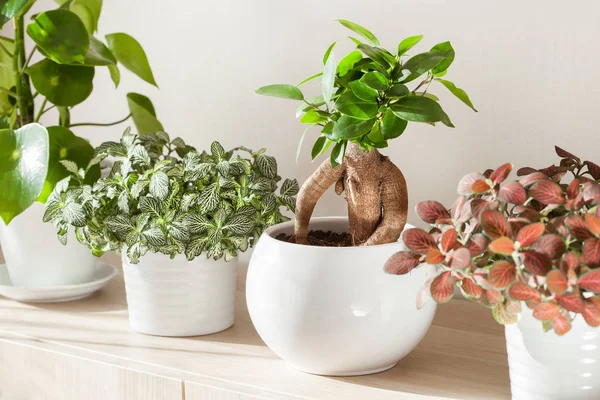 Houseplants Ficus Microcarpa Ginseng Fittonia White Flowerpot — Stock Photo, Image