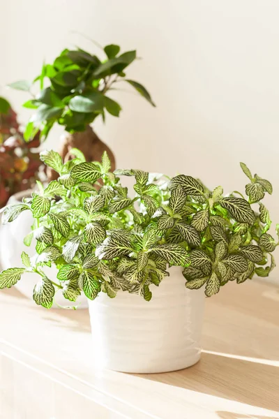 Fittonia 和榕黄金人参的白花盆 — 图库照片