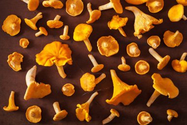 ham taze Cantharellus cibarius mantar düz koyu arka plan üzerinde yatıyordu