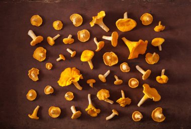 ham taze Cantharellus cibarius mantar düz koyu arka plan üzerinde yatıyordu