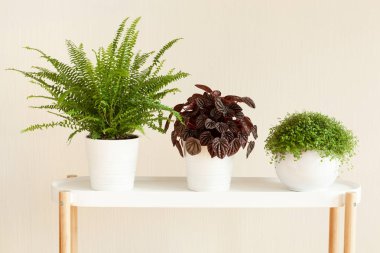 houseplants fujer, peperomia caperata, beyaz Çiçeklik arapsaçı soleirolii