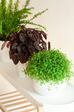 houseplants fujer, peperomia caperata, beyaz Çiçeklik arapsaçı soleirolii