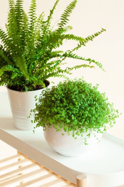 houseplants fujer, beyaz Çiçeklik arapsaçı soleirolii