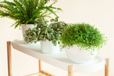 houseplants fujer, fittonia, beyaz Çiçeklik arapsaçı soleirolii