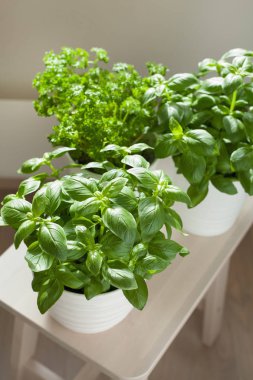 Taze fesleğen ve saksıda maydanoz.