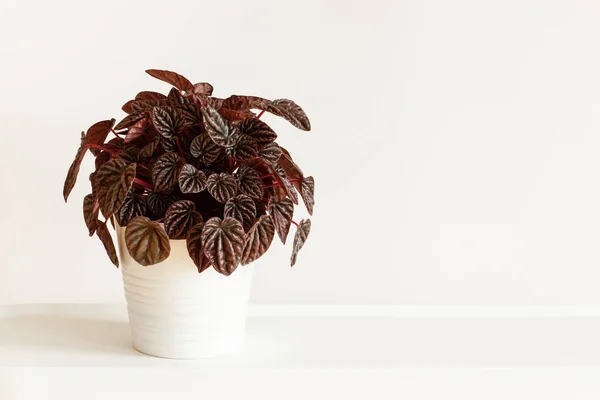 Beyaz Saksı Houseplant Peperomia Caperata — Stok fotoğraf