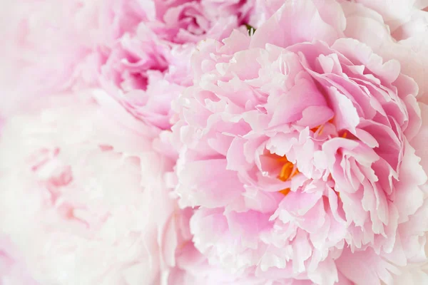 Mooie Roze Pioenroos Bloem Achtergrond — Stockfoto