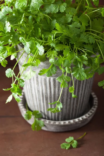 植木鉢の中の新鮮なコリアンダーハーブ — ストック写真