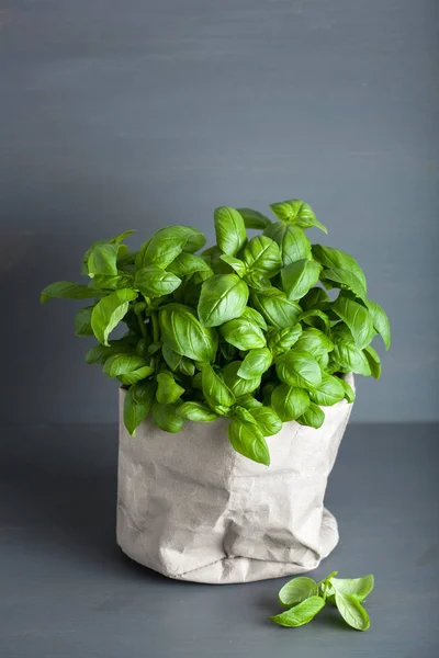 Herbe Basilic Frais Pot Papier — Photo