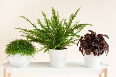 houseplants fujer, peperomia caperata, beyaz Çiçeklik arapsaçı soleirolii