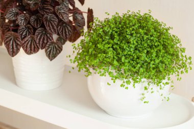 houseplants peperomia caperata ve beyaz Çiçeklik arapsaçı soleirolii