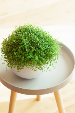 Beyaz saksı houseplant arapsaçı soleirolii