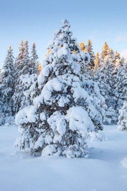 güzel kış manzara kar ağaç