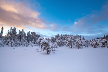 güzel kış manzara kar ağaç