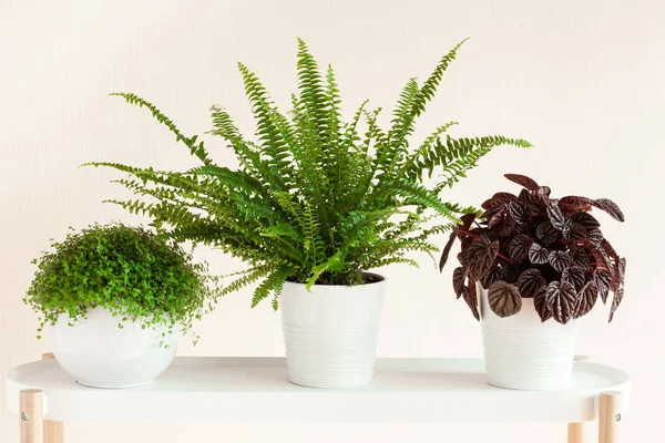 Houseplants Nephrolepis Peperomia Caperata Soleirolia Soleirolii White Flowerpots — Stock Photo, Image