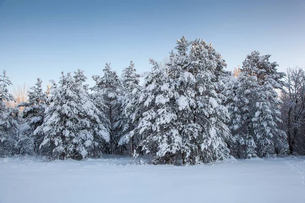 Hermoso Paisaje Invierno Árbol Nieve —  Fotos de Stock