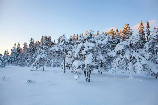 Piękny Zimowy Krajobraz Snow Drzewo — Zdjęcie stockowe