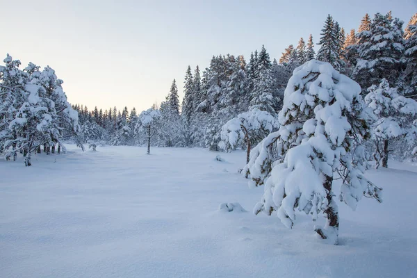 Beau Paysage Hiver Arbre Neige — Photo