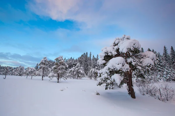 Vackra Vinter Landskap Snö Träd — Stockfoto