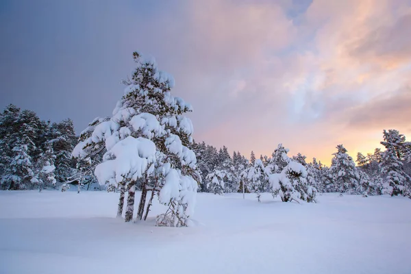 Piękny Zimowy Krajobraz Snow Drzewo — Zdjęcie stockowe