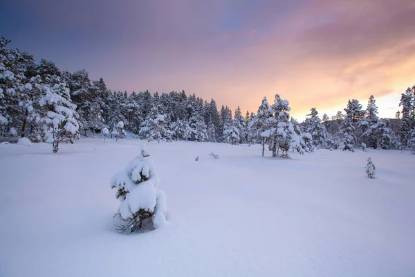 Kaunis Talvi Maisema Lumi Puu — kuvapankkivalokuva