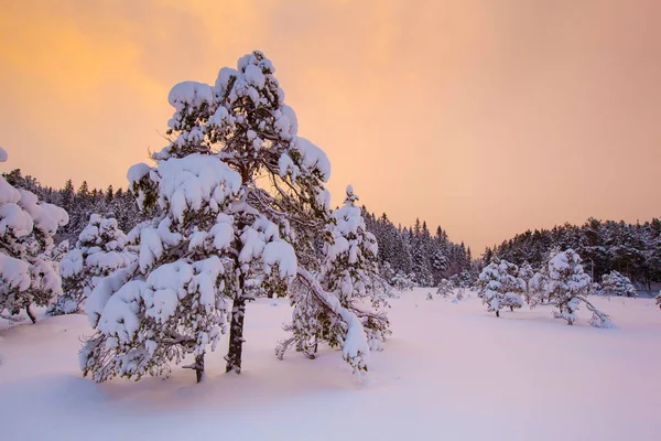 Bela Paisagem Inverno Árvore Neve — Fotografia de Stock