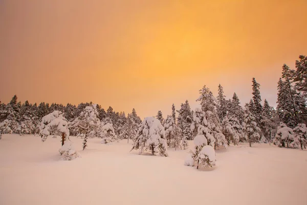 Bela Paisagem Inverno Árvore Neve — Fotografia de Stock