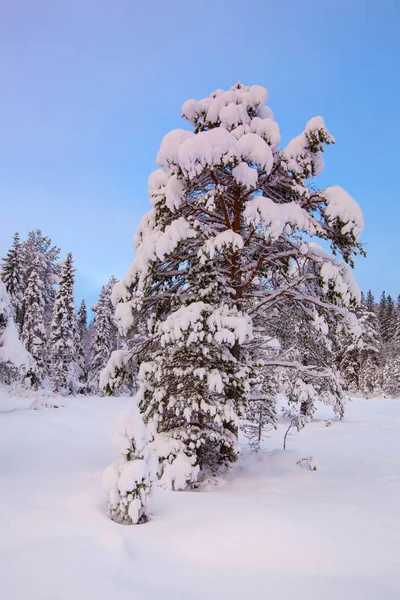 Piękny Zimowy Krajobraz Snow Drzewo — Zdjęcie stockowe