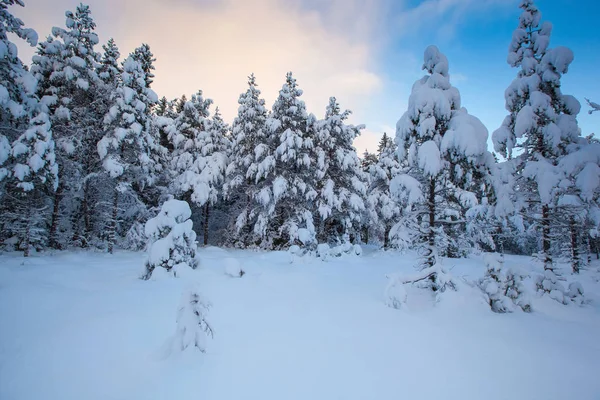 Mooie Winter Landschap Sneeuw Boom — Stockfoto