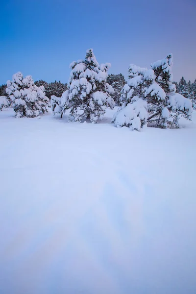 Hermoso Paisaje Invierno Árbol Nieve —  Fotos de Stock