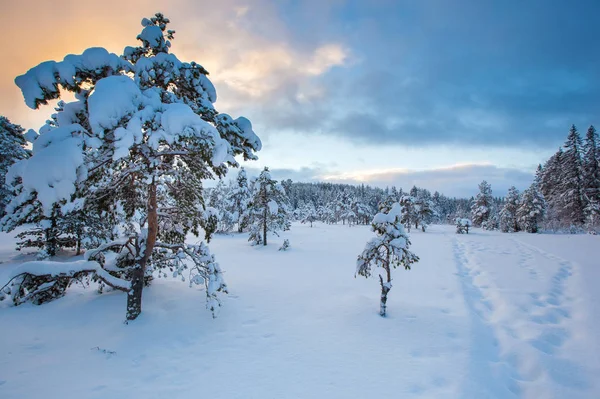 Bela Paisagem Inverno Árvore Neve — Fotografia de Stock