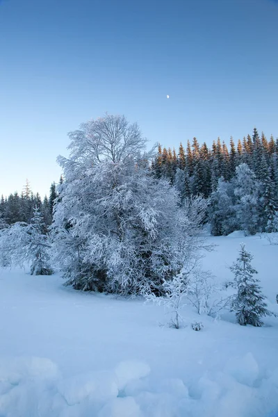 美丽的冬天的风景雪树 — 图库照片