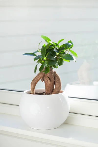 Pianta Appartamento Ficus Microcarpa Ginseng Vaso Fiori Bianco — Foto Stock